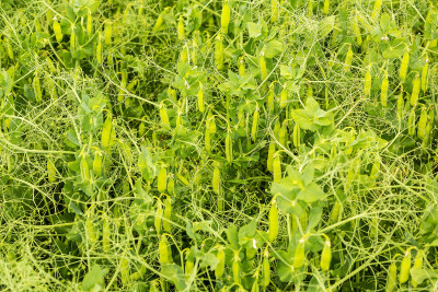 Agronomijas speciālists novērtē kultūraugu stāvokli