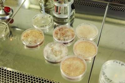 Sēklu kvalitātes testēšana laboratorijas darba vietā